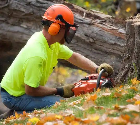 tree services New Lexington